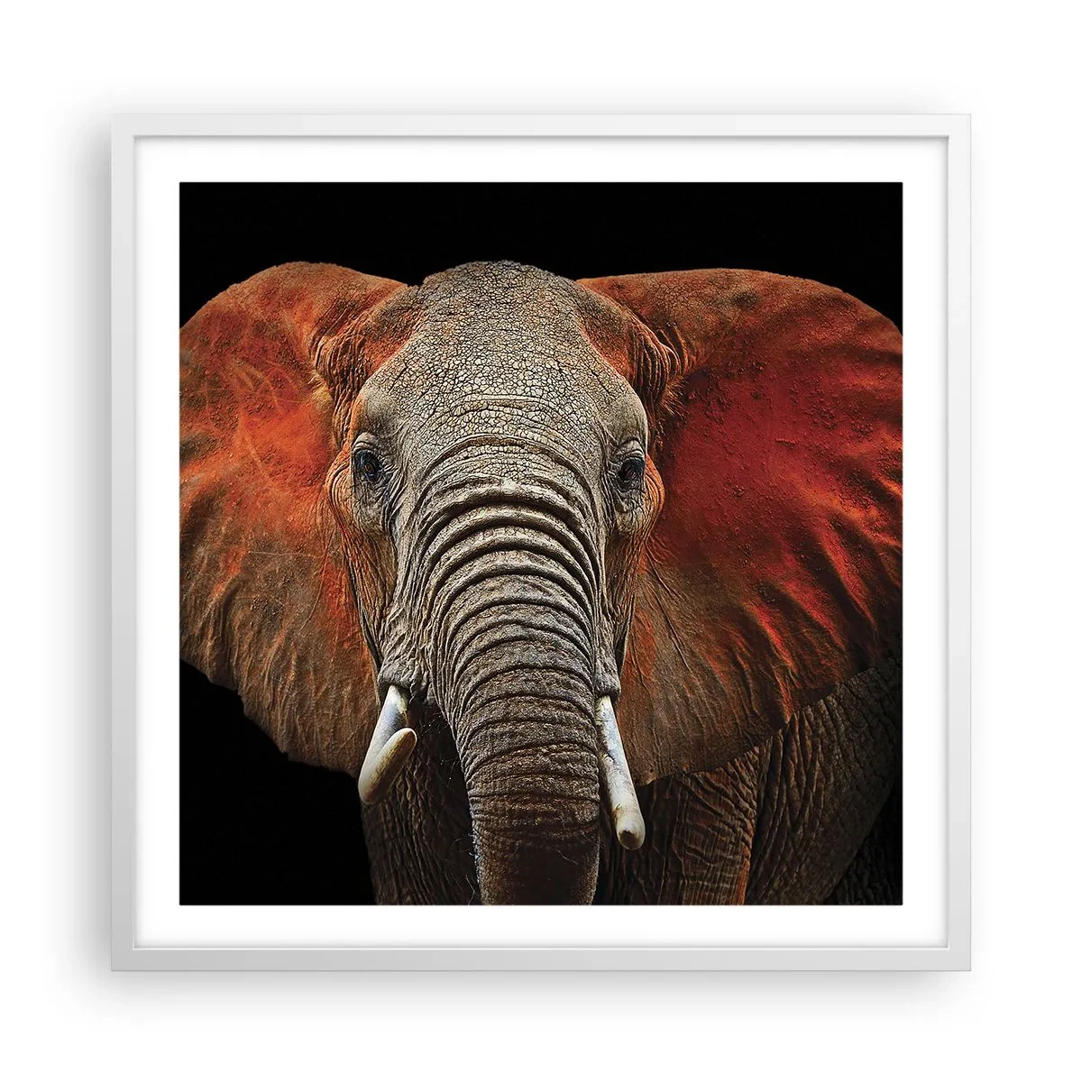 Poster în ramă albă - Sunt sălbatic, și tu? - 60x60 cm