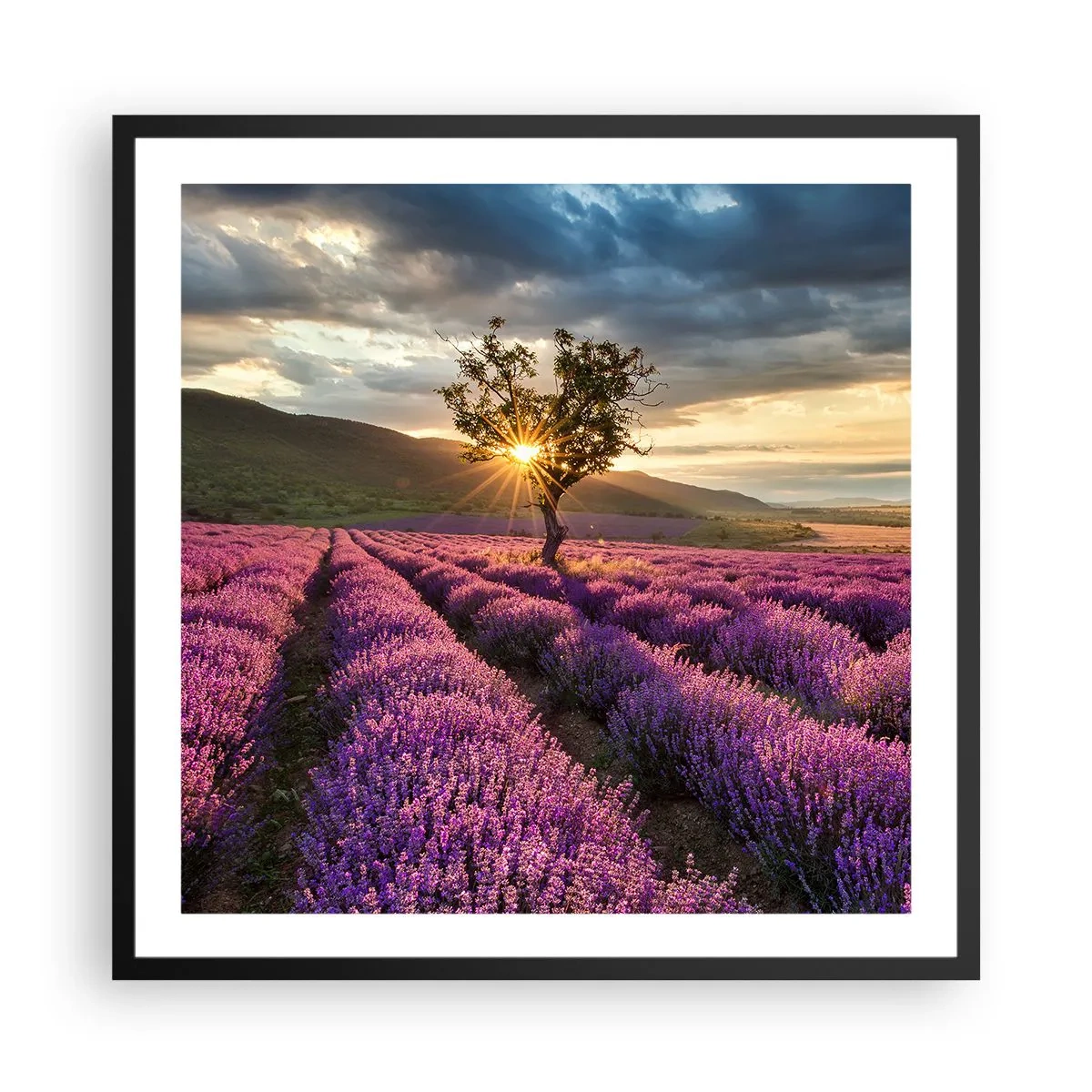 Poster în ramă neagră - Aroma în liliac - 60x60 cm