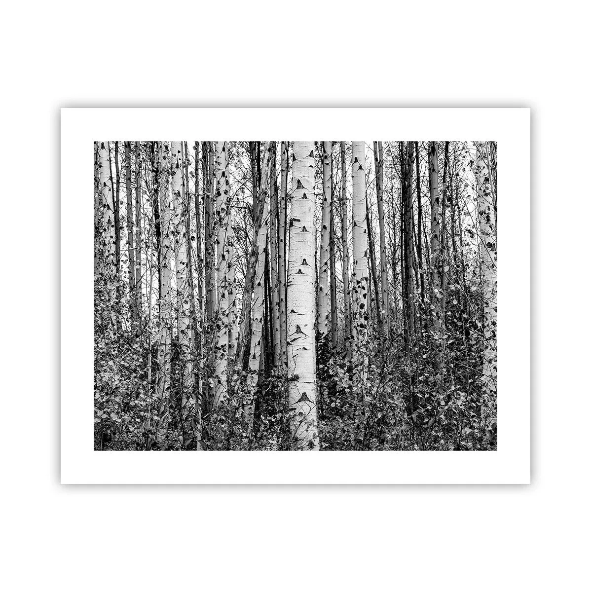 Poster - Coloane de mesteacăn - 50x40 cm