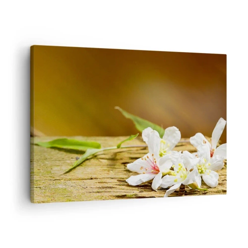 Tablou pe pânză Canvas - Flori albe pe un fundal de lemn în lumină naturală - 70x50cm - O promisiune nevinovată - Decorațiune modernă pentru perete pentru living și dormitor ARTTOR