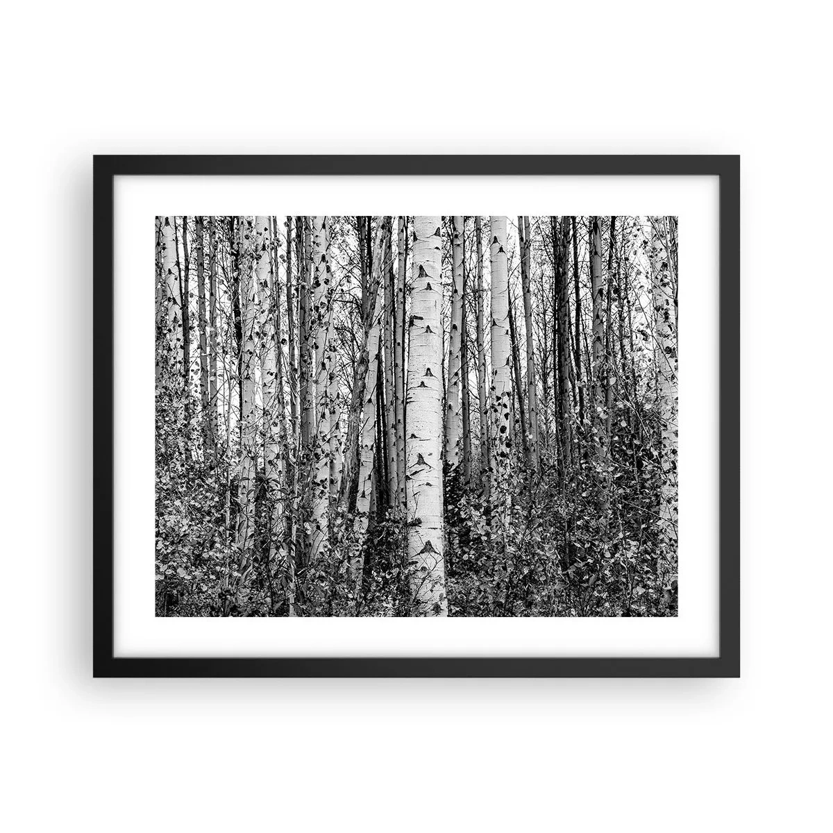 Poster în ramă neagră - Coloane de mesteacăn - 50x40 cm