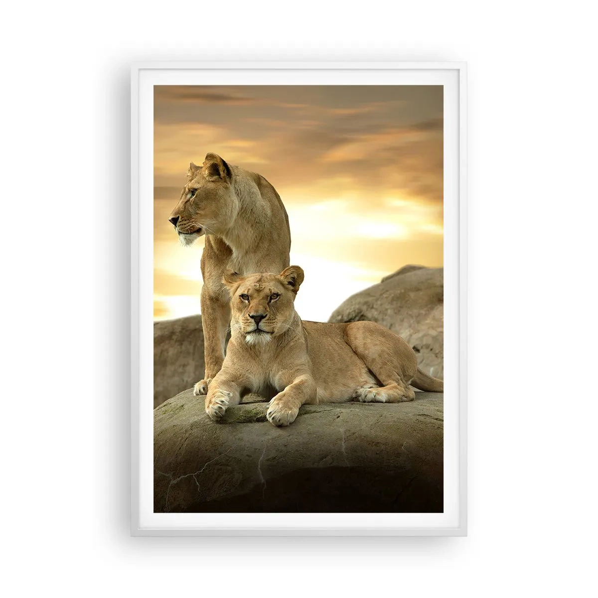 Poster în ramă albă - Maiestate regală - 70x100 cm