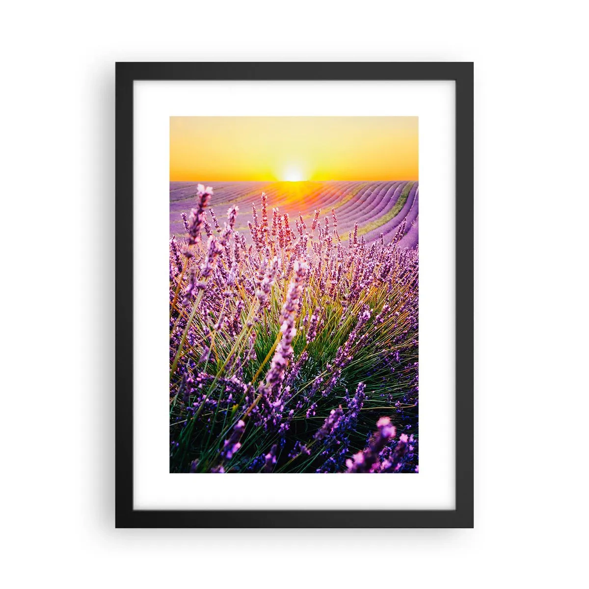 Poster în ramă neagră - Câmpul parfumat - 30x40 cm