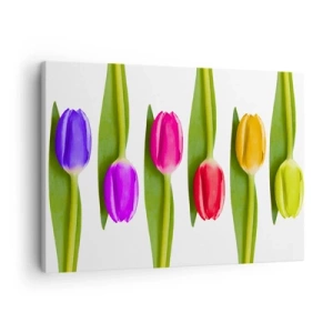 Tablou pe pânză Canvas - Lalele multicolore aranjate la rând pe un fundal alb - 70x50cm - Compoziție curcubeu - Decorațiune modernă pentru perete pentru living și dormitor ARTTOR