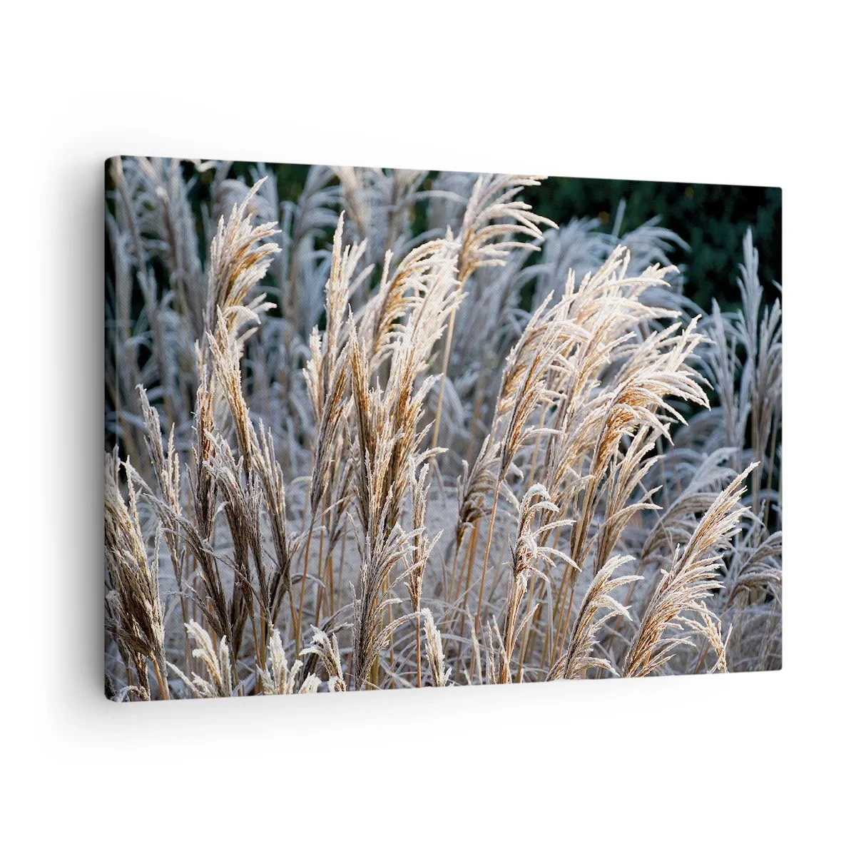 Tablou pe pânză Canvas - Fire de iarbă acoperite de brumă pe un fundal verde închis - 70x50cm - Împodobite cu brumă - Decorațiune modernă pentru perete pentru living și dormitor ARTTOR