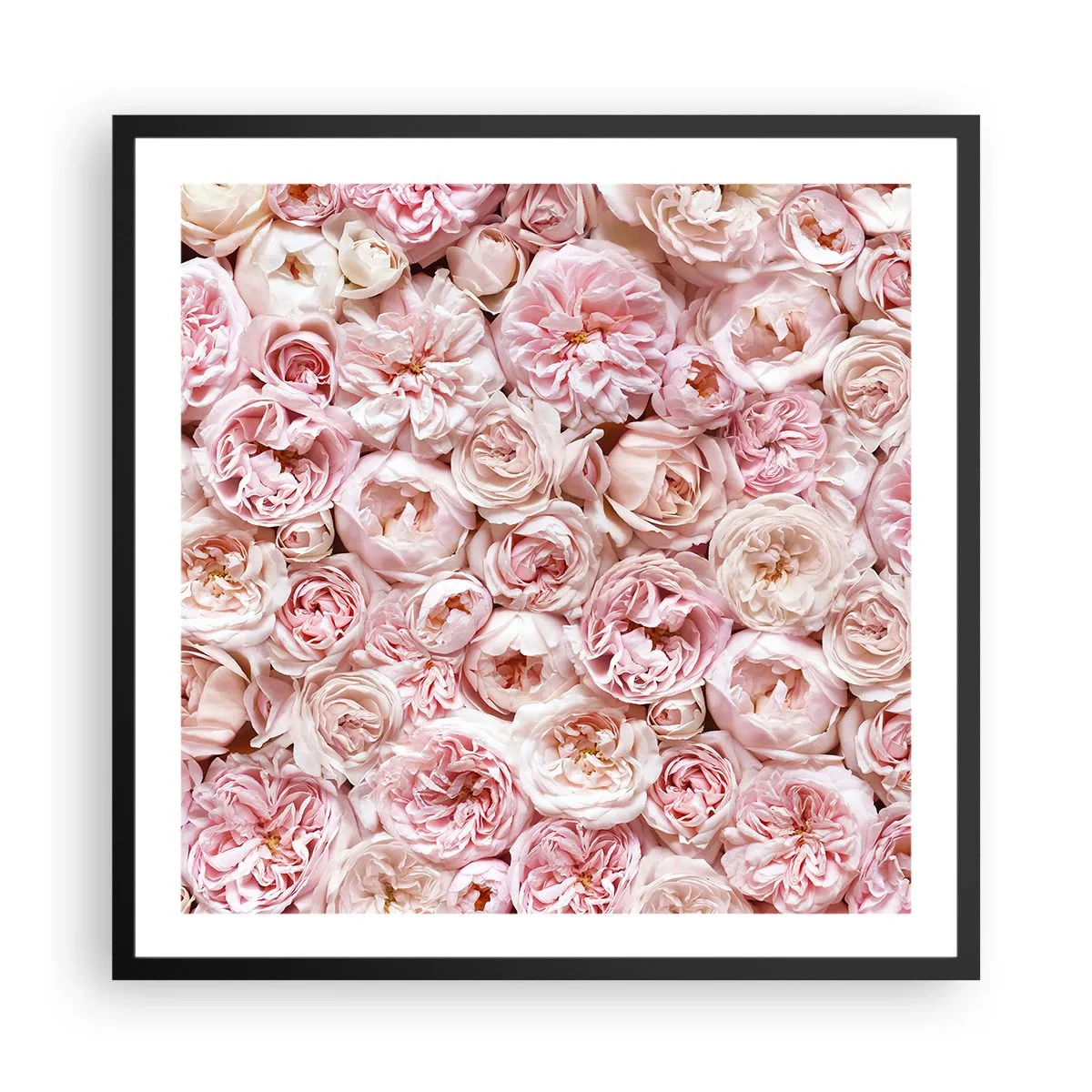 Poster în ramă neagră - Presărat cu trandafiri - 60x60 cm