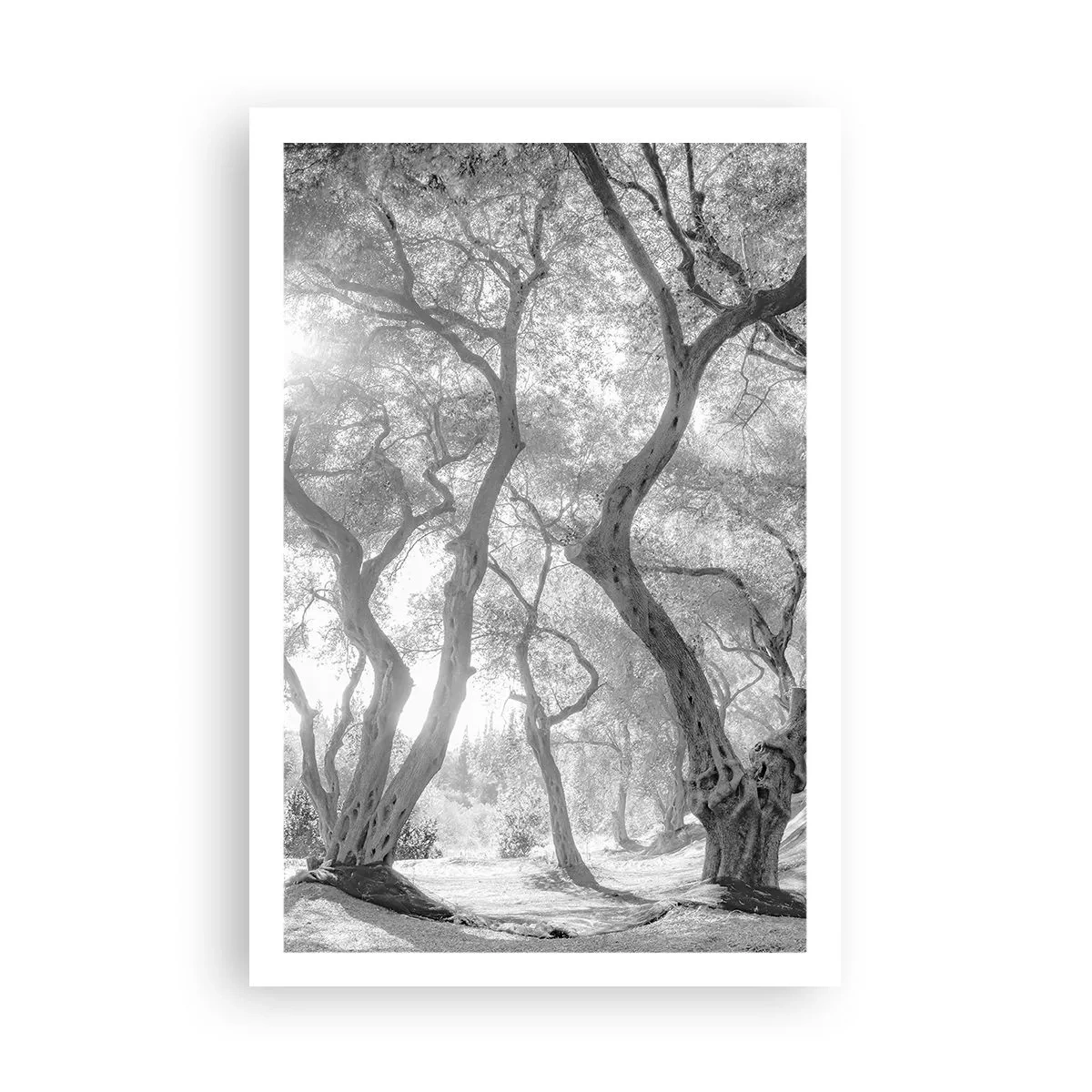 Poster - Într-o livadă de măslini - 61x91 cm