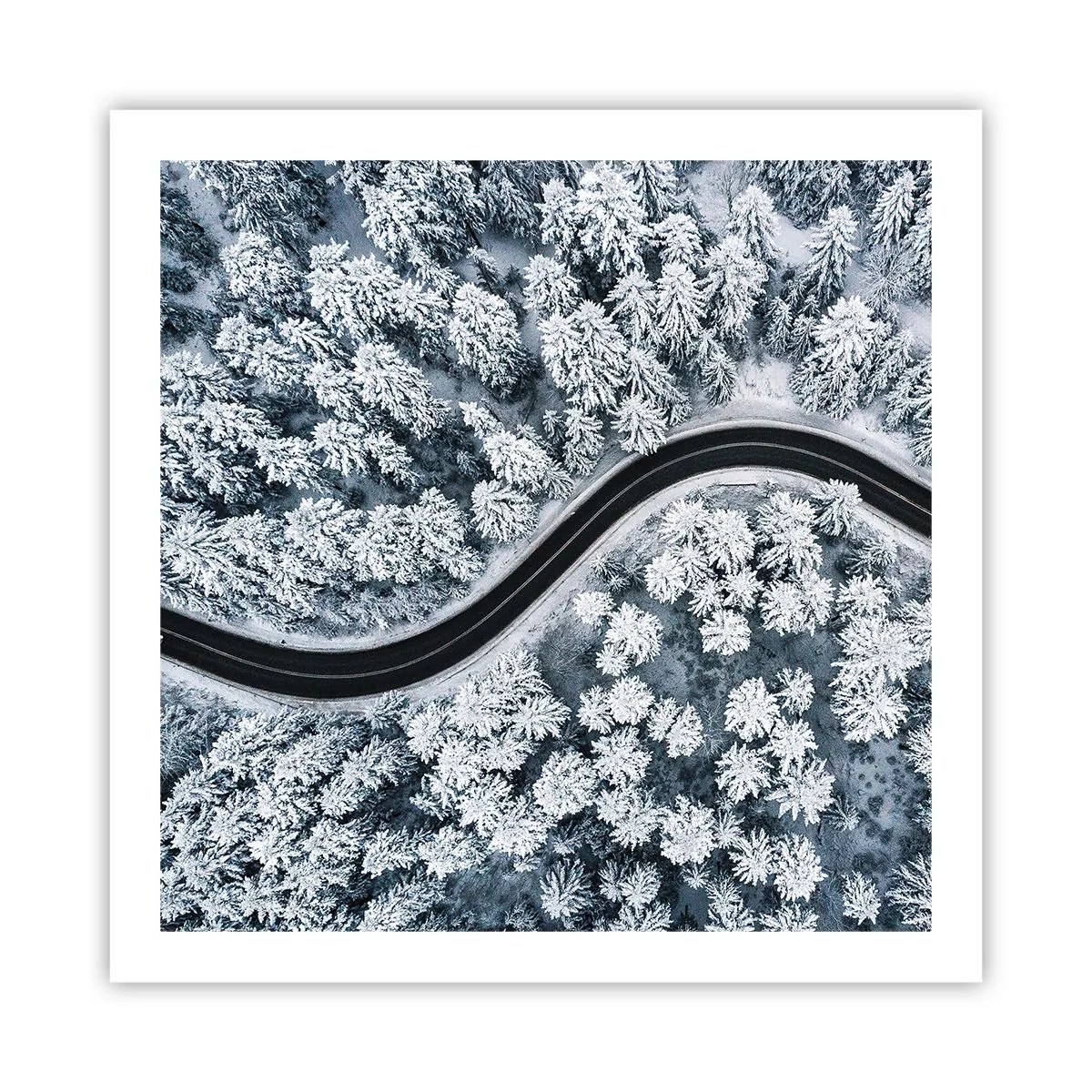 Poster - Prin pădurea de iarnă - 60x60 cm