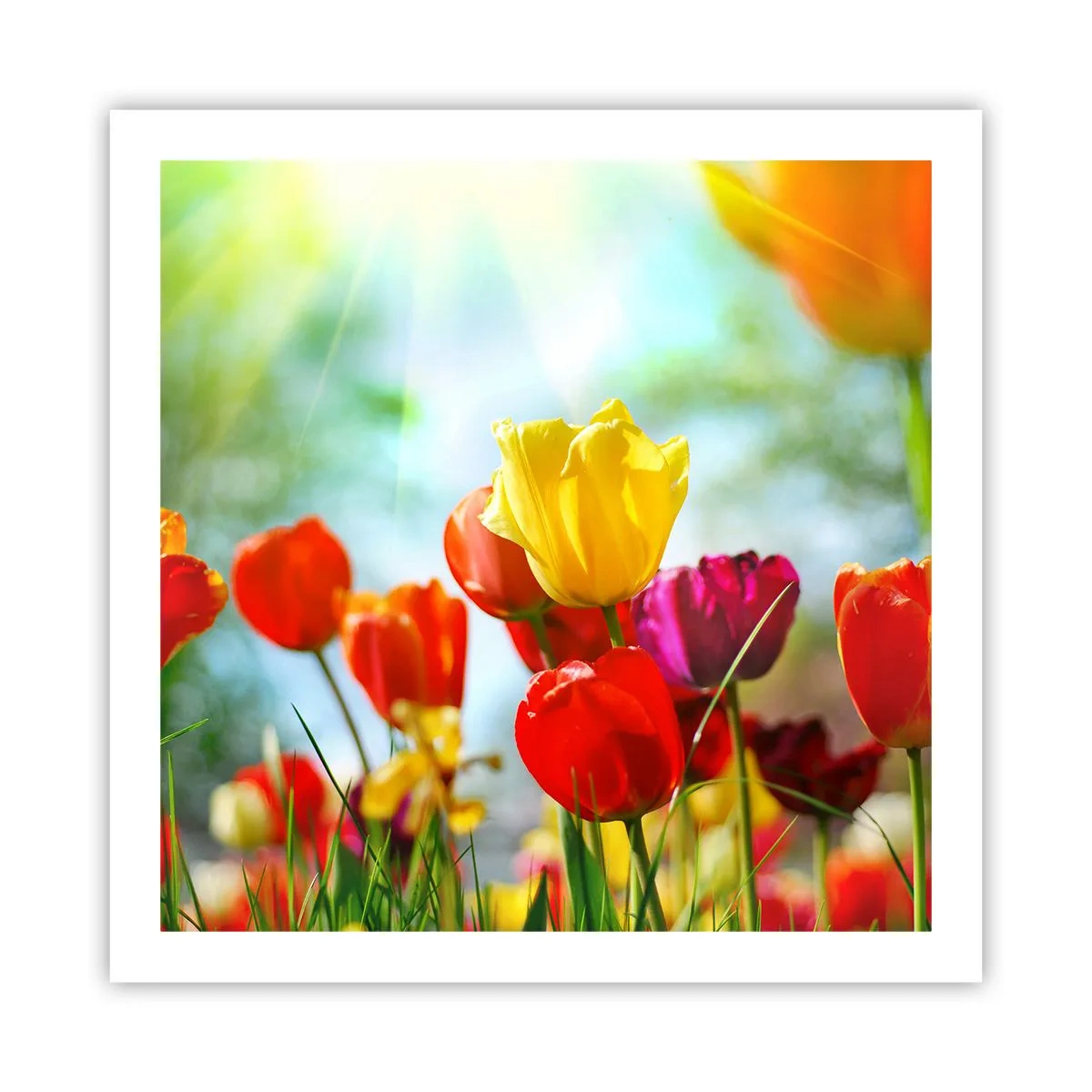 Poster - Toate culorile soarelui - 60x60 cm