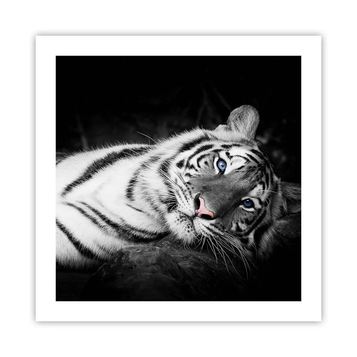 Poster - Sălbăticie și pace - 50x50 cm