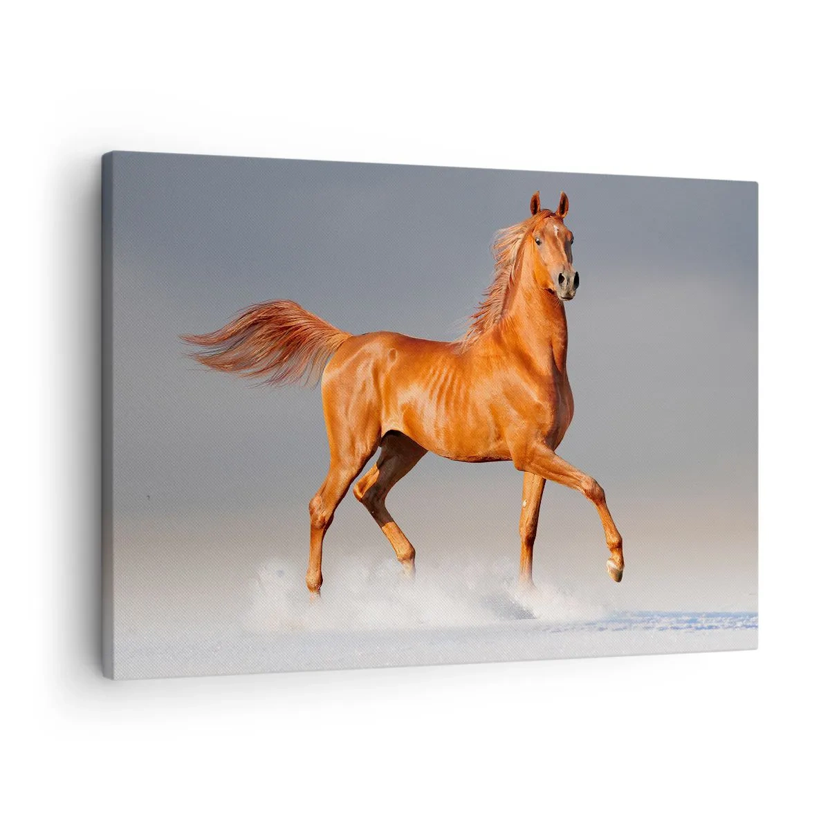 Tablou pe pânză Canvas - Un cal galopând pe un cer albastru - 70x50cm - Dansul grației - Decorațiune modernă pentru perete pentru living și dormitor ARTTOR
