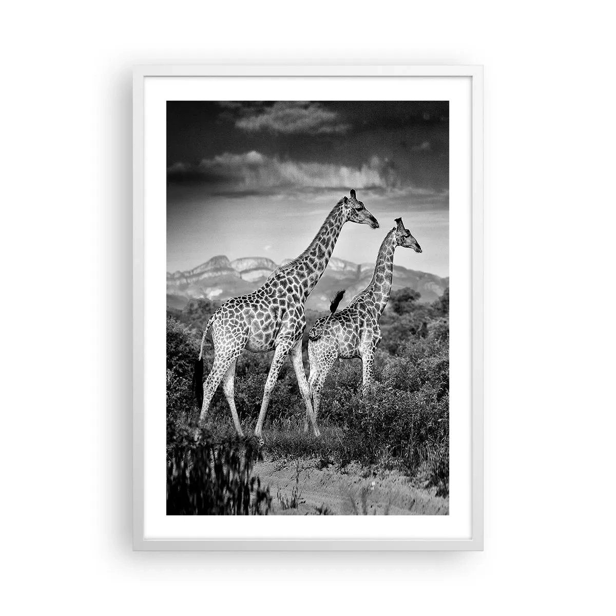 Poster în ramă albă - Clasele superioare din Africa - 50x70 cm