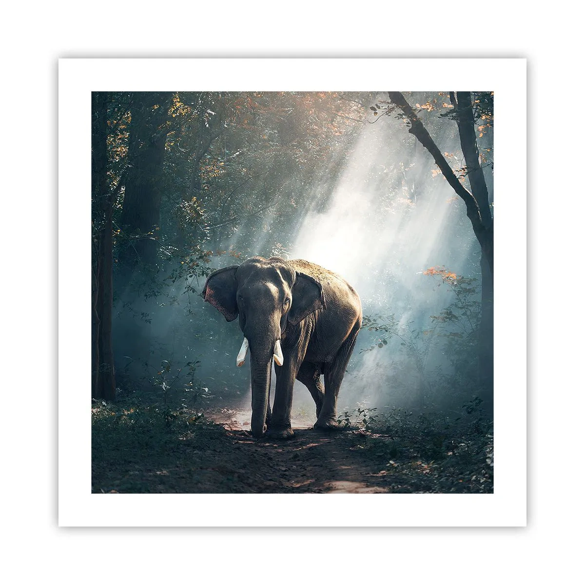 Poster - O plimbare liniștită - 50x50 cm