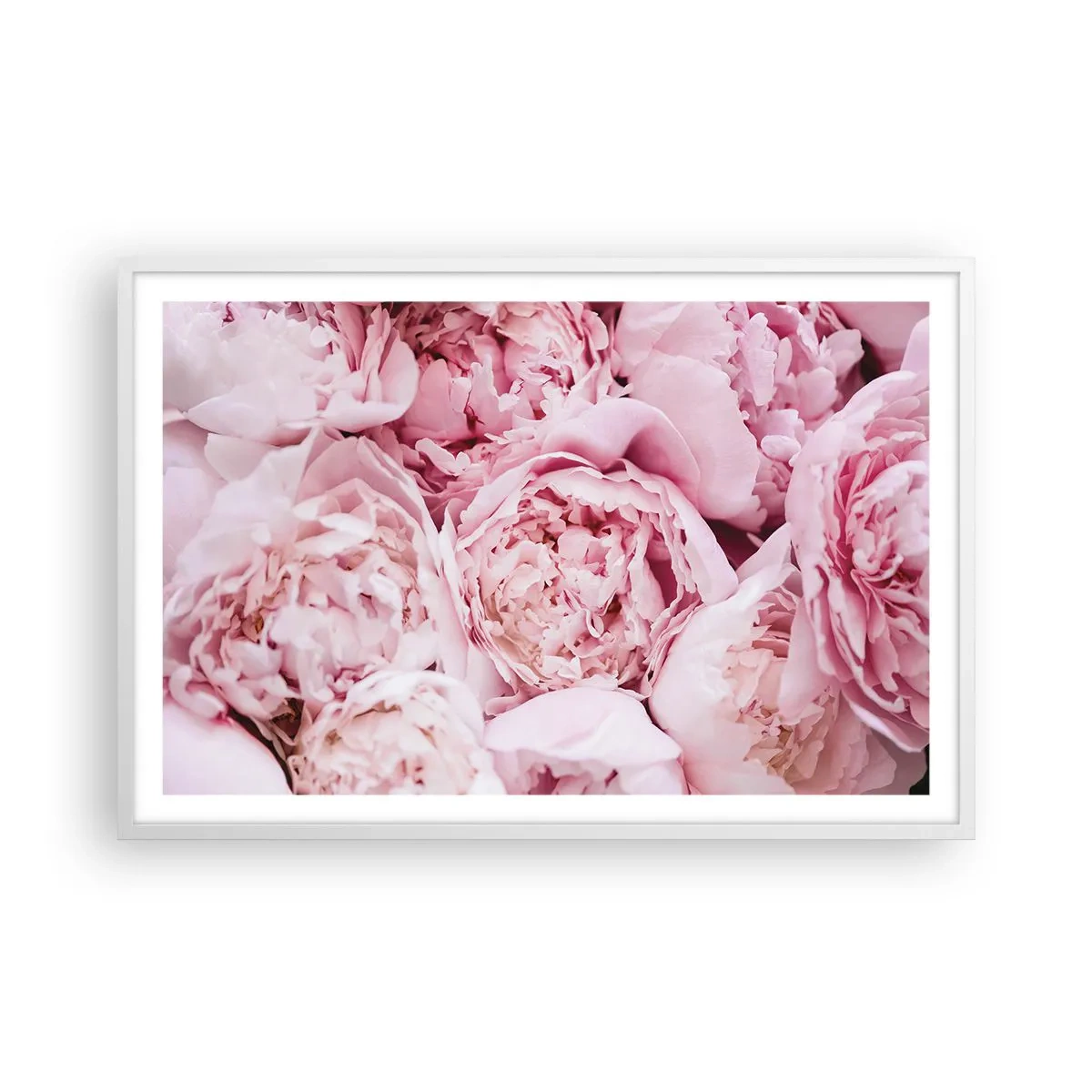 Poster în ramă albă - Îmbrățișate și parfumate - 91x61 cm