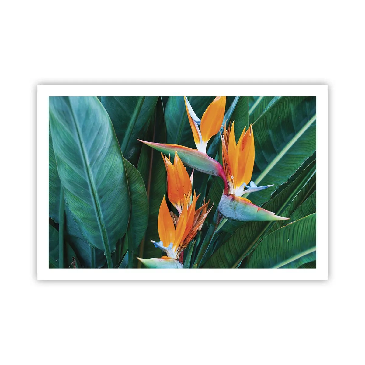 Poster - Este o floare sau o pasăre? - 91x61 cm