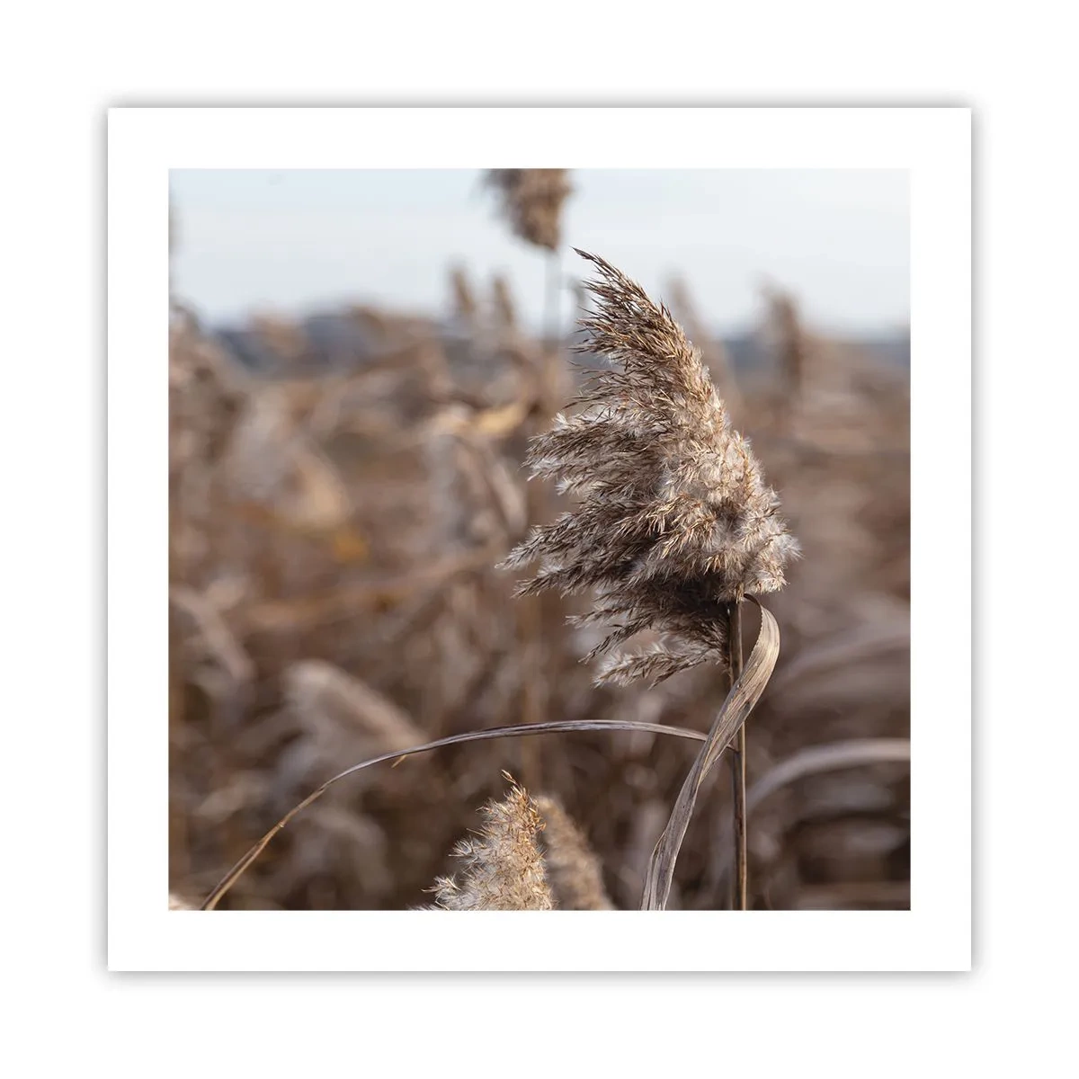 Poster - E timpul să zbori cu vântul - 50x50 cm