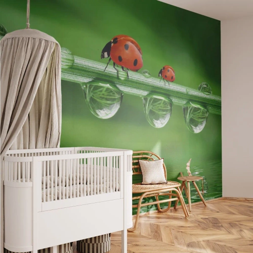 Tapet Premium Canvas - Pe drum toată vara - Buburuza, O picătură de apă, Natură - 350x256 cm