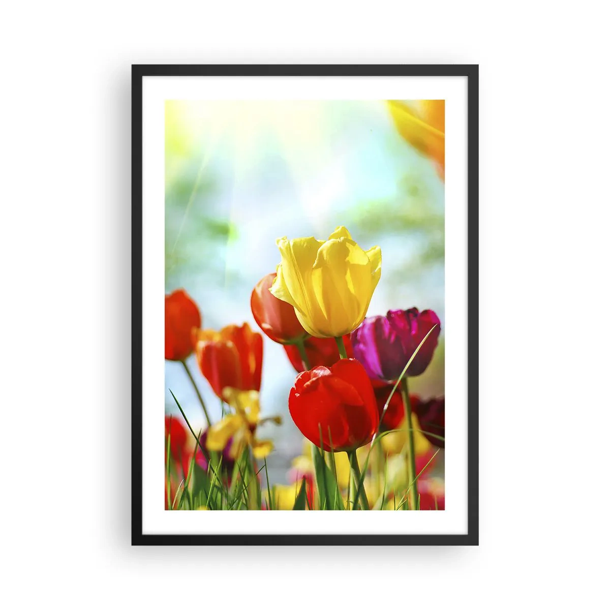Poster în ramă neagră - Lalele colorate în soare - 50x70cm - Toate culorile soarelui - Decorațiune modernă pentru perete pentru living și dormitor ARTTOR