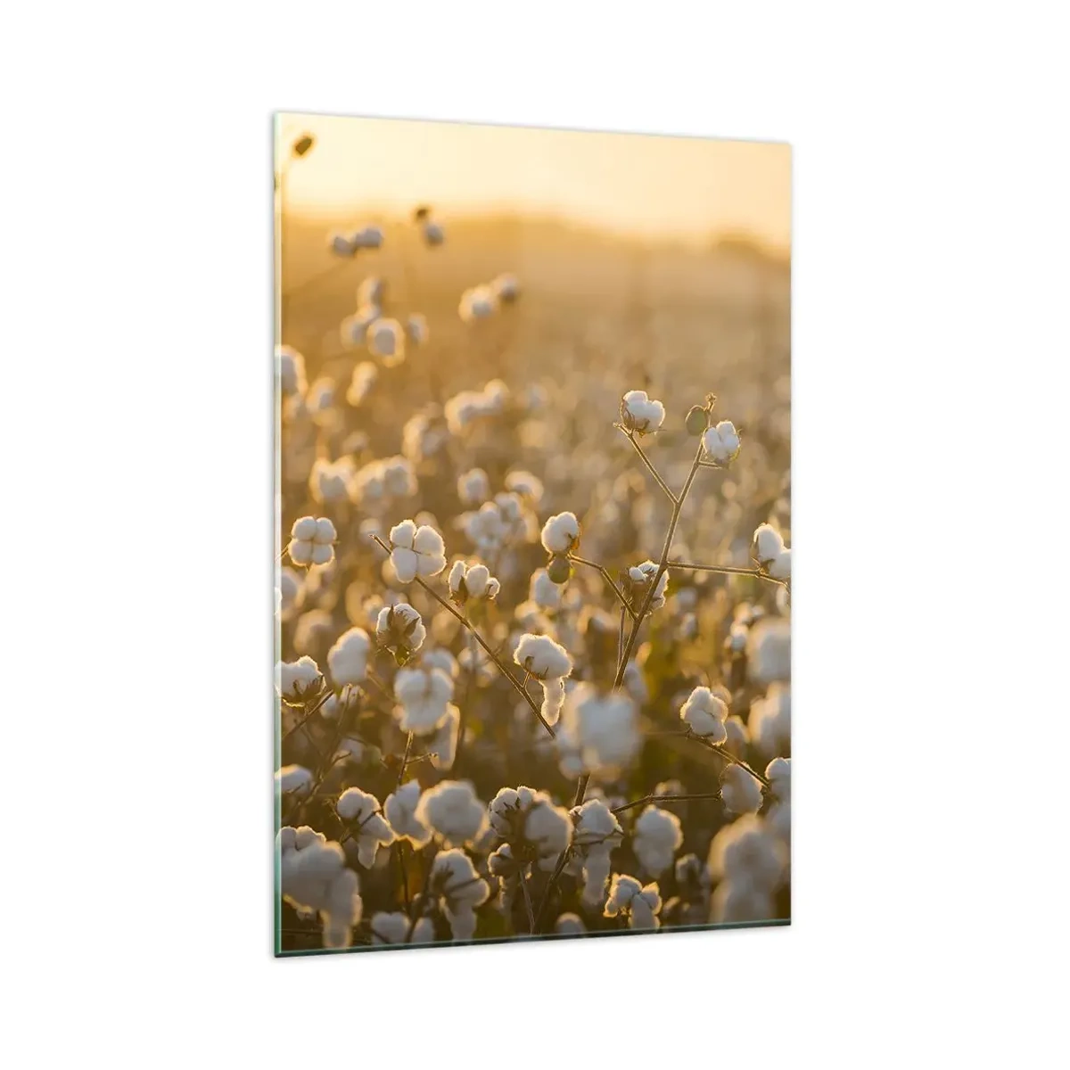 Tablou pe sticlă - Câmp pufos - 80x120 cm