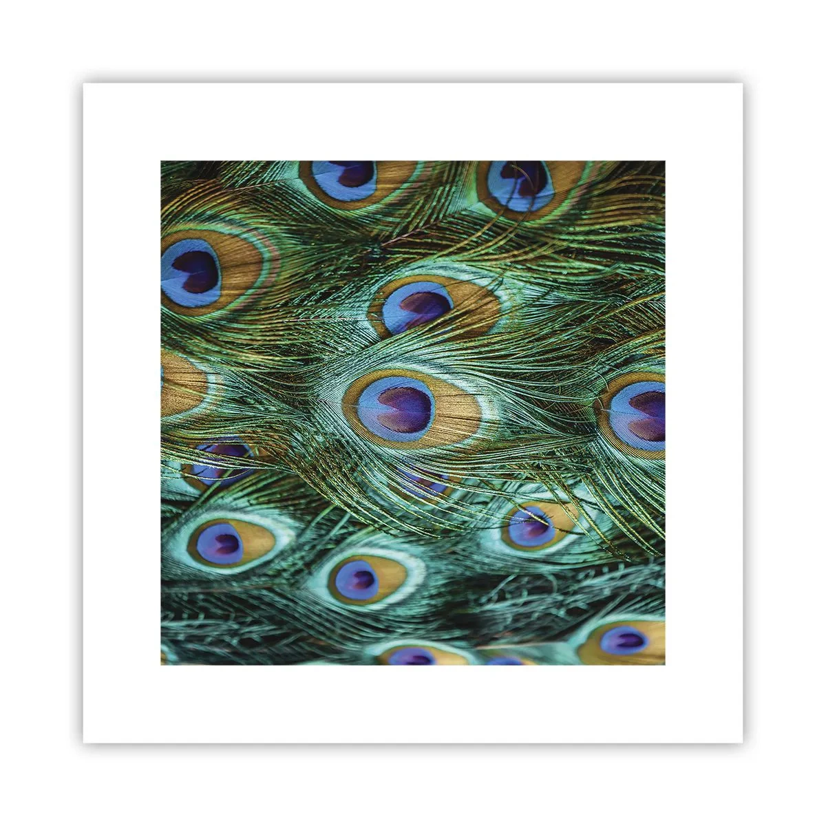 Poster - O privire cu ochi de păun - 30x30 cm