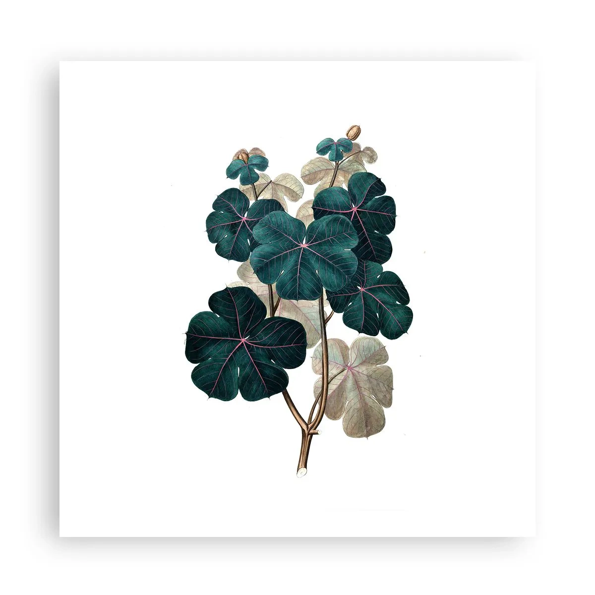 Poster - Dintr-un vechi ierbar - 60x60 cm