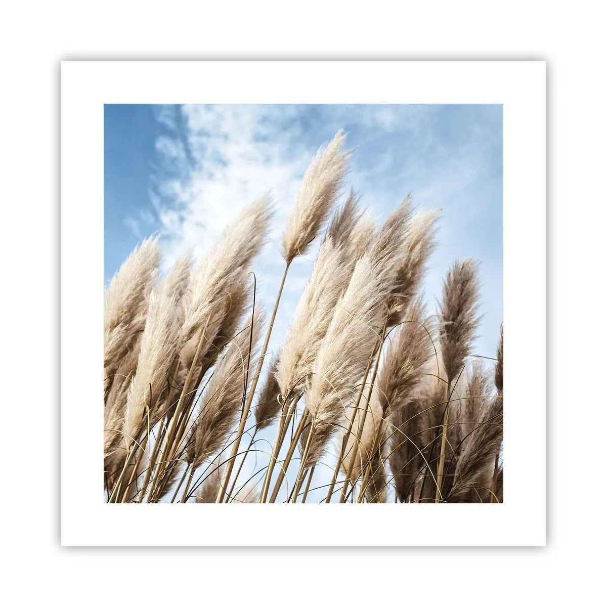 Poster - Mângâiere însorită și vântoasă - 40x40 cm