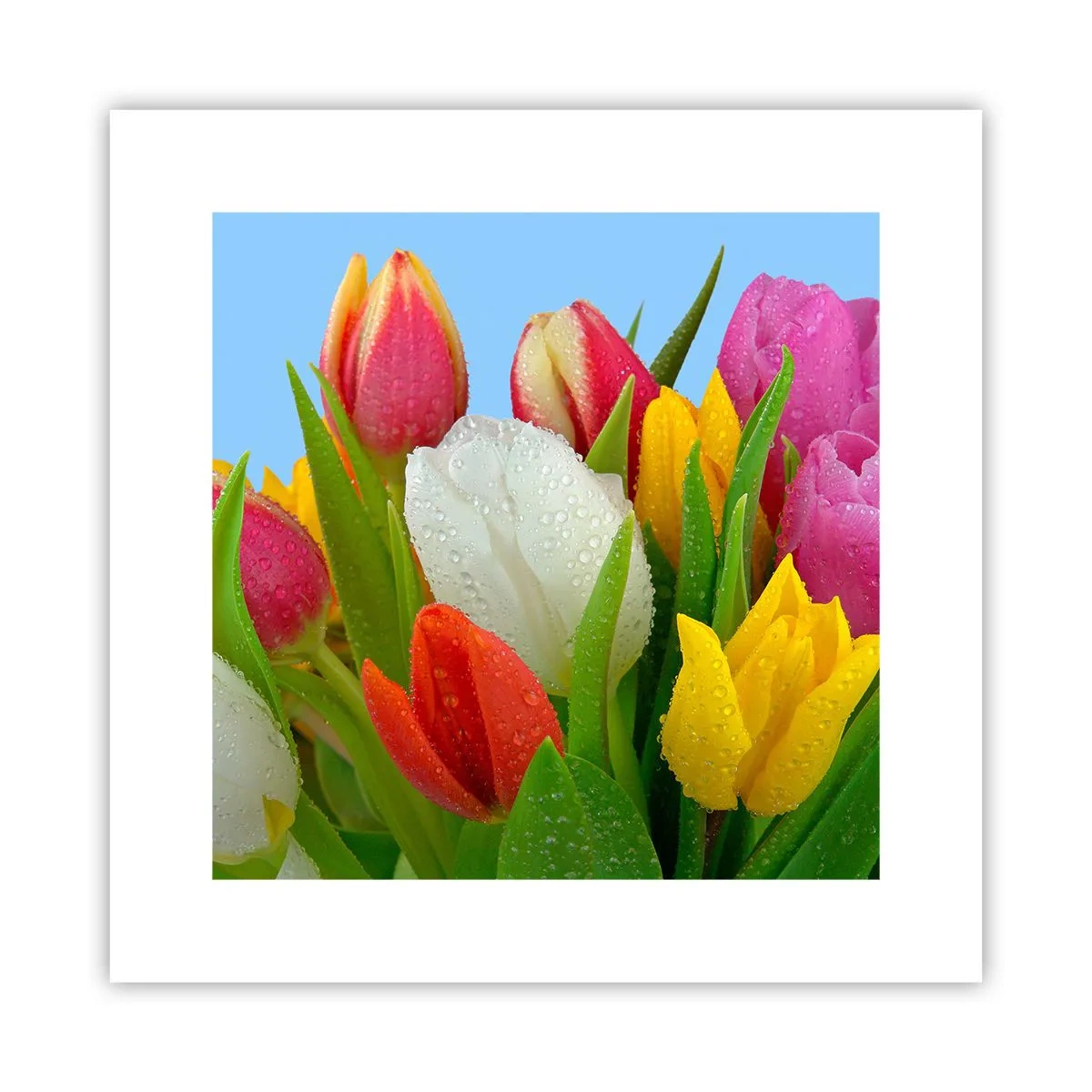 Poster - Un curcubeu floral în picături de rouă - 30x30 cm