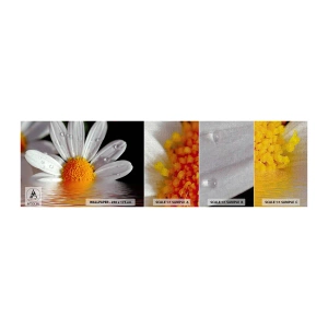 Mostră tapet Premium Canvas - Răsăritul soarelui al Margaretei - Floare, Muşeţel, Natură - 100x30 cm