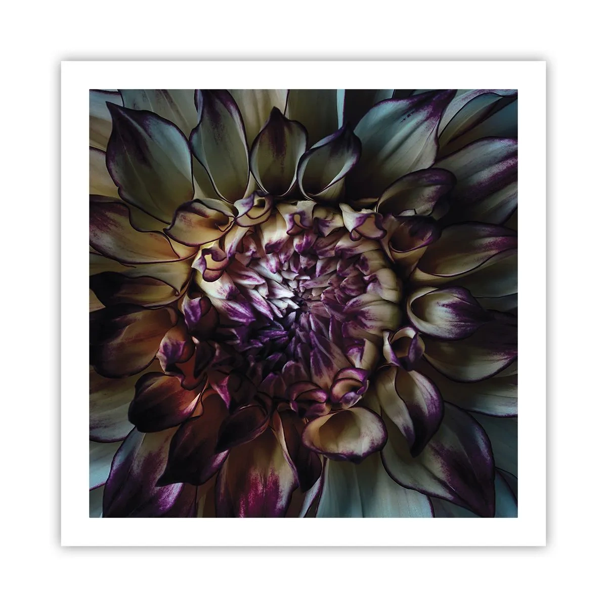 Poster - Înflorirea tinereții - 60x60 cm