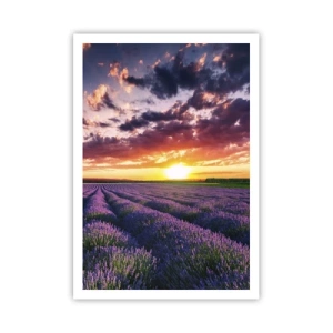 Poster - Lumea lavandei - 70x100 cm