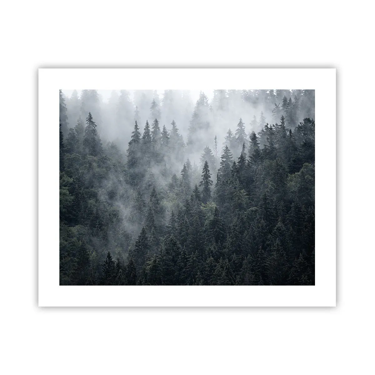 Poster - Zori de pădure - 50x40 cm