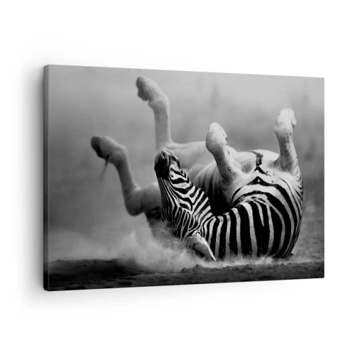 Tablou pe pânză Canvas - O zebră albă și neagră care se rostogolește în nisip - 70x50cm - Distracție - Decorațiune modernă pentru perete pentru living și dormitor ARTTOR