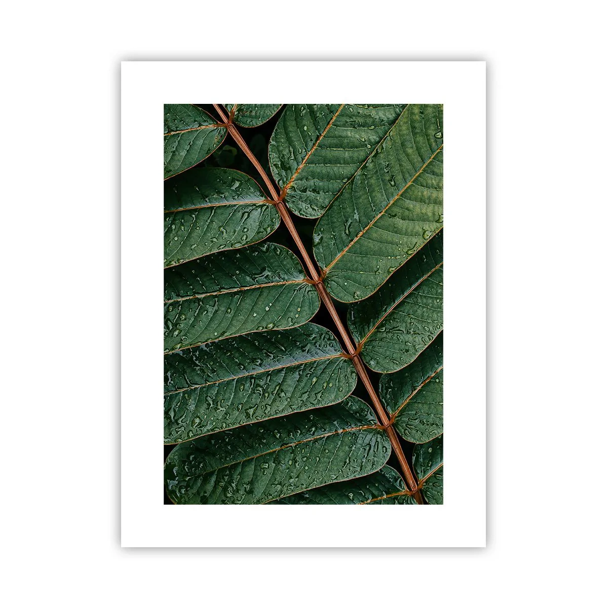 Poster - Într-un ritm verde - 30x40 cm