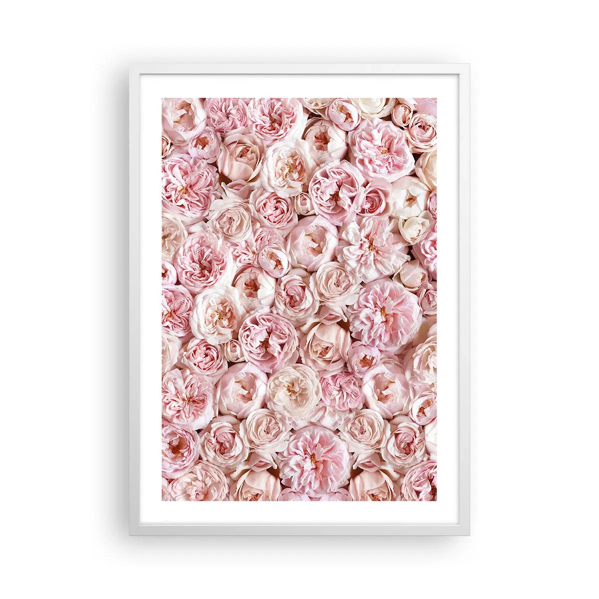 Poster în ramă albă - Presărat cu trandafiri - 50x70 cm