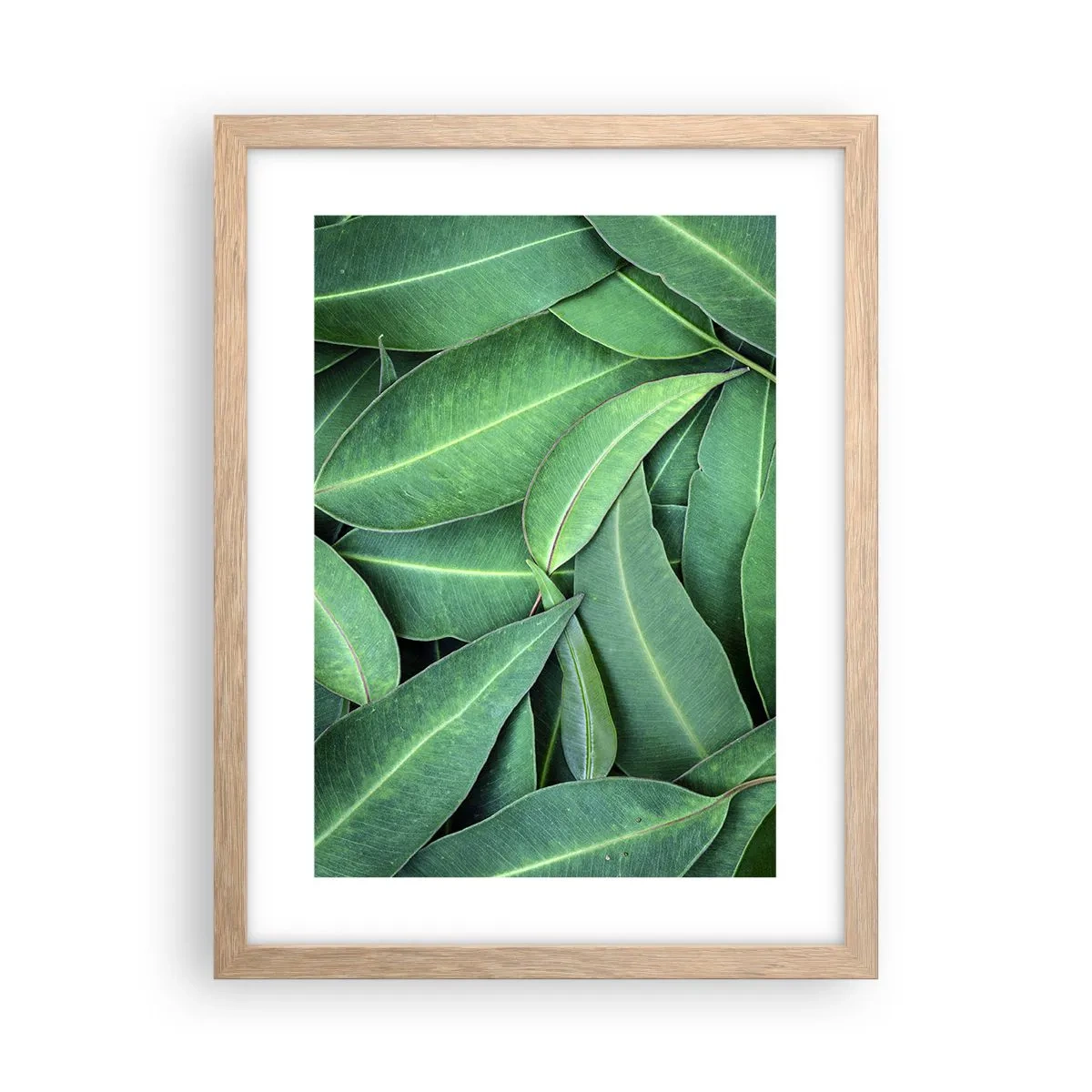 Poster în ramă de stejar deschis - Suculente și proaspete - 30x40 cm