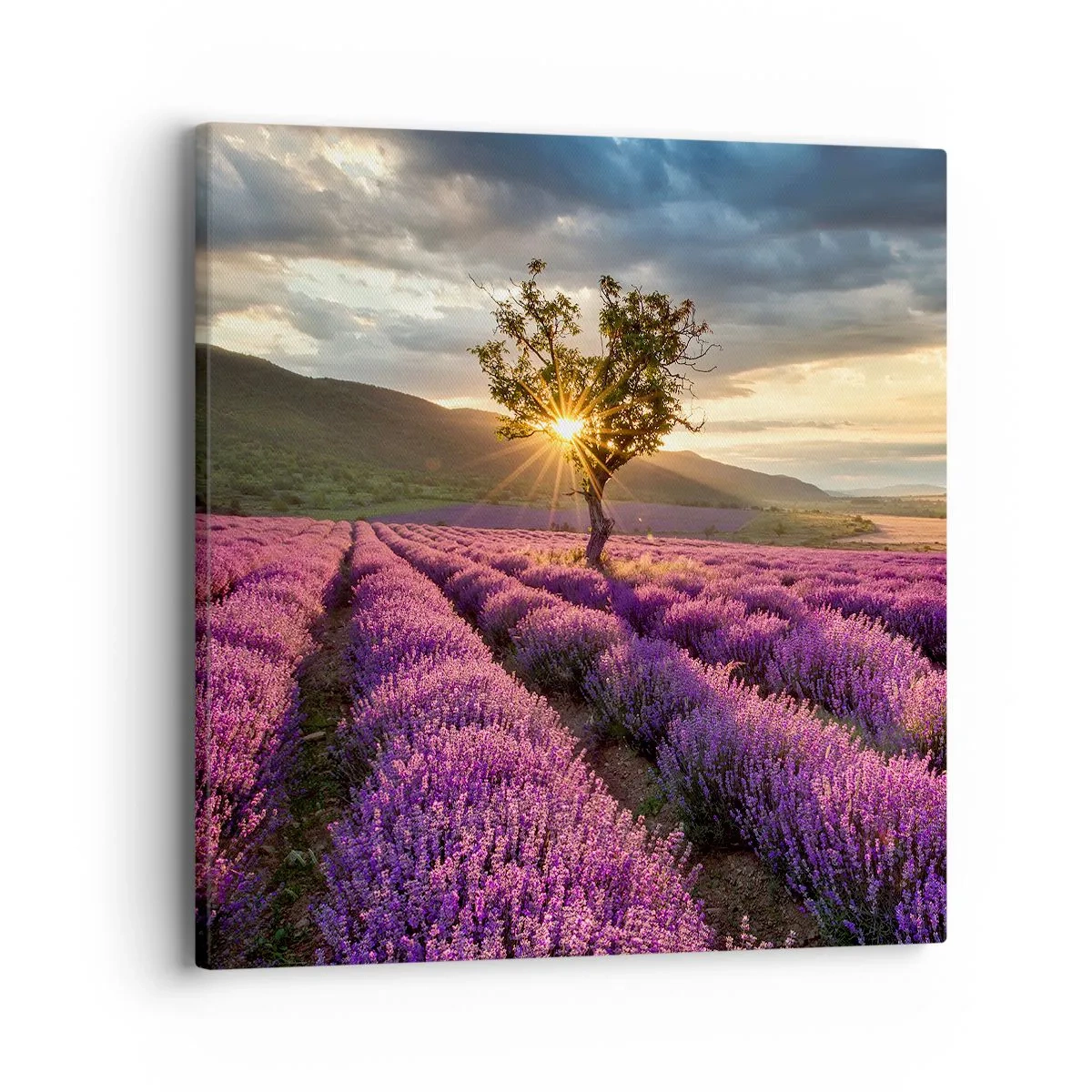 Tablou pe pânză - Aroma în liliac - 40x40 cm