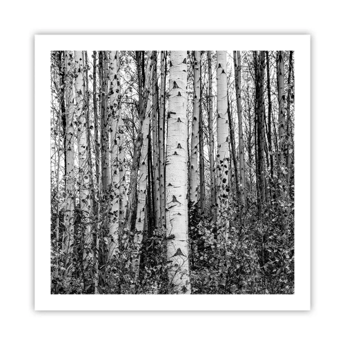 Poster - Coloane de mesteacăn - 60x60 cm