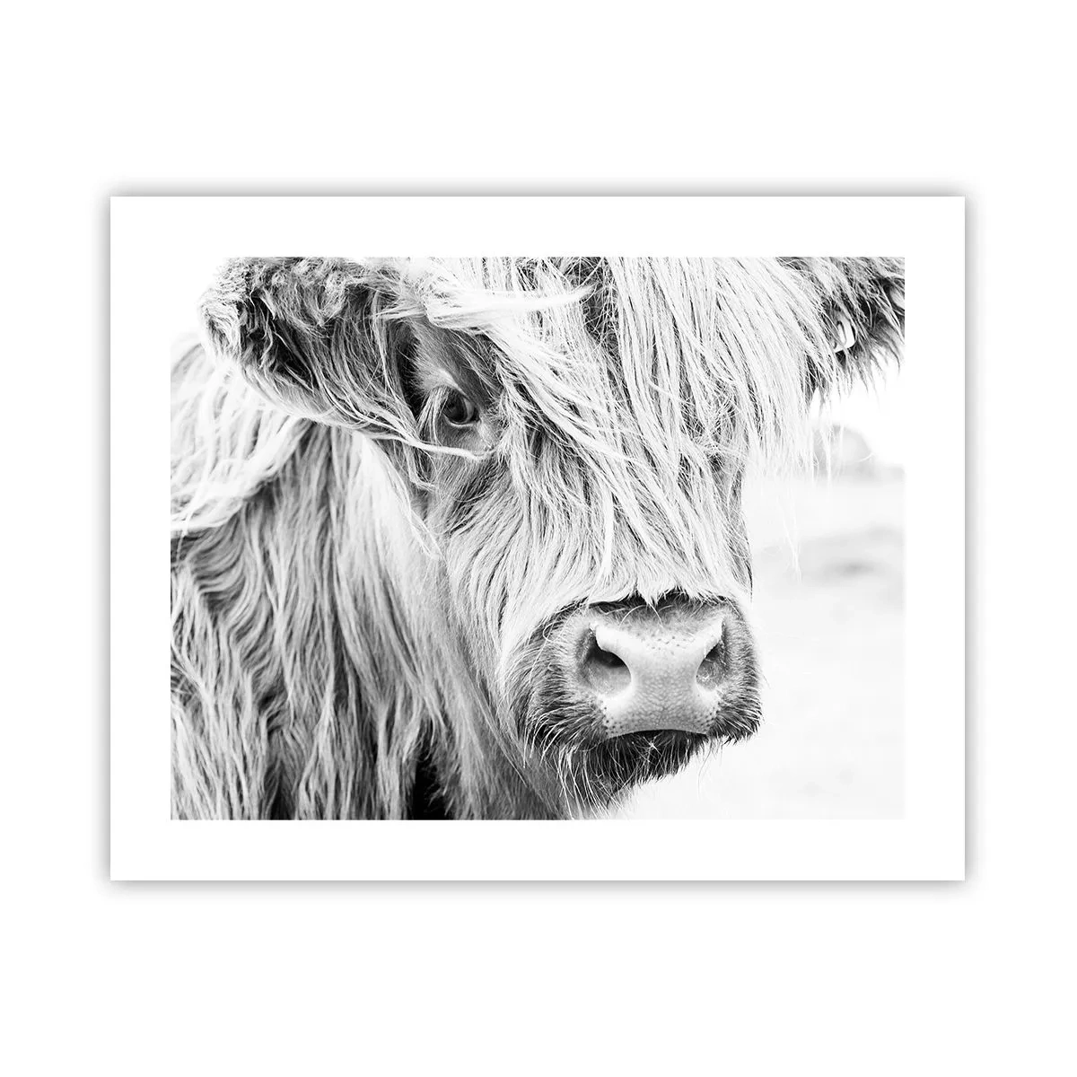 Poster - Sălbăticie scoțiană - 50x40 cm