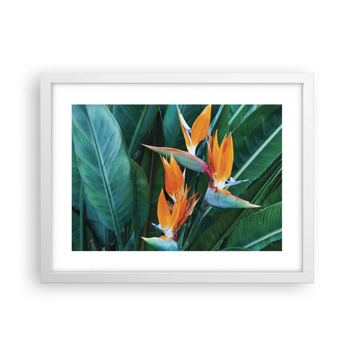 Poster în ramă albă - Este o floare sau o pasăre? - 40x30 cm