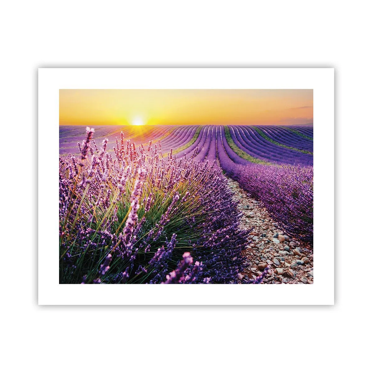 Poster - Câmpul parfumat - 50x40 cm