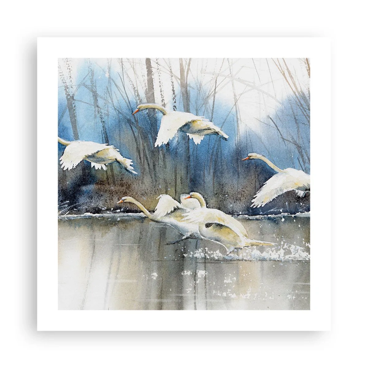 Poster - Dansând cu lebedele sălbatice - 50x50 cm