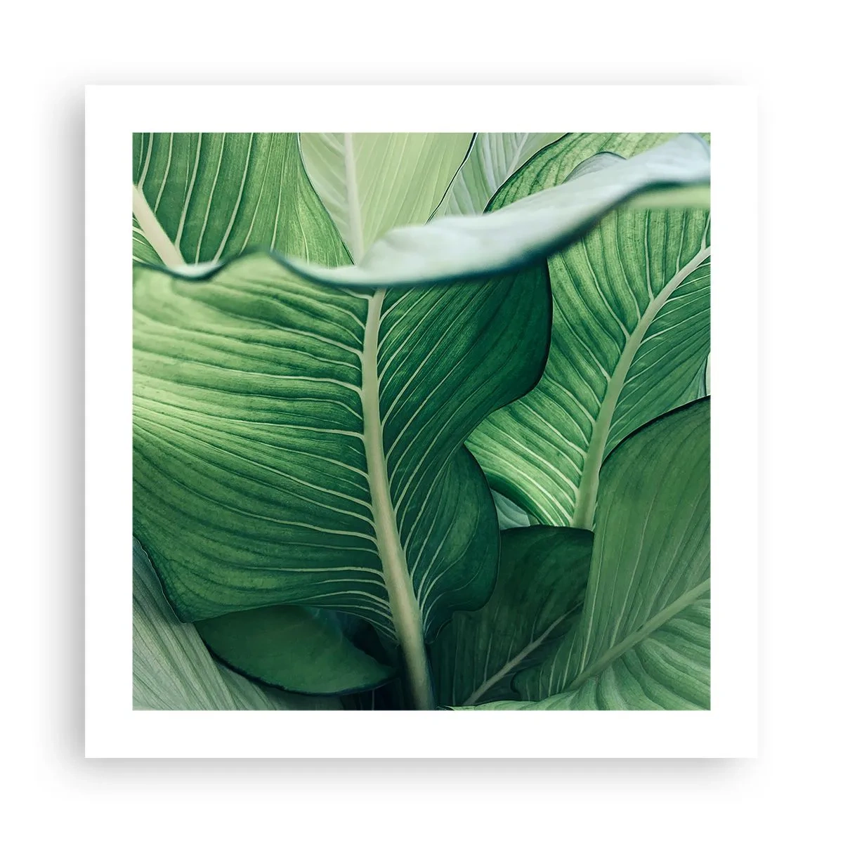 Poster - Viață intensă în verde - 50x50 cm