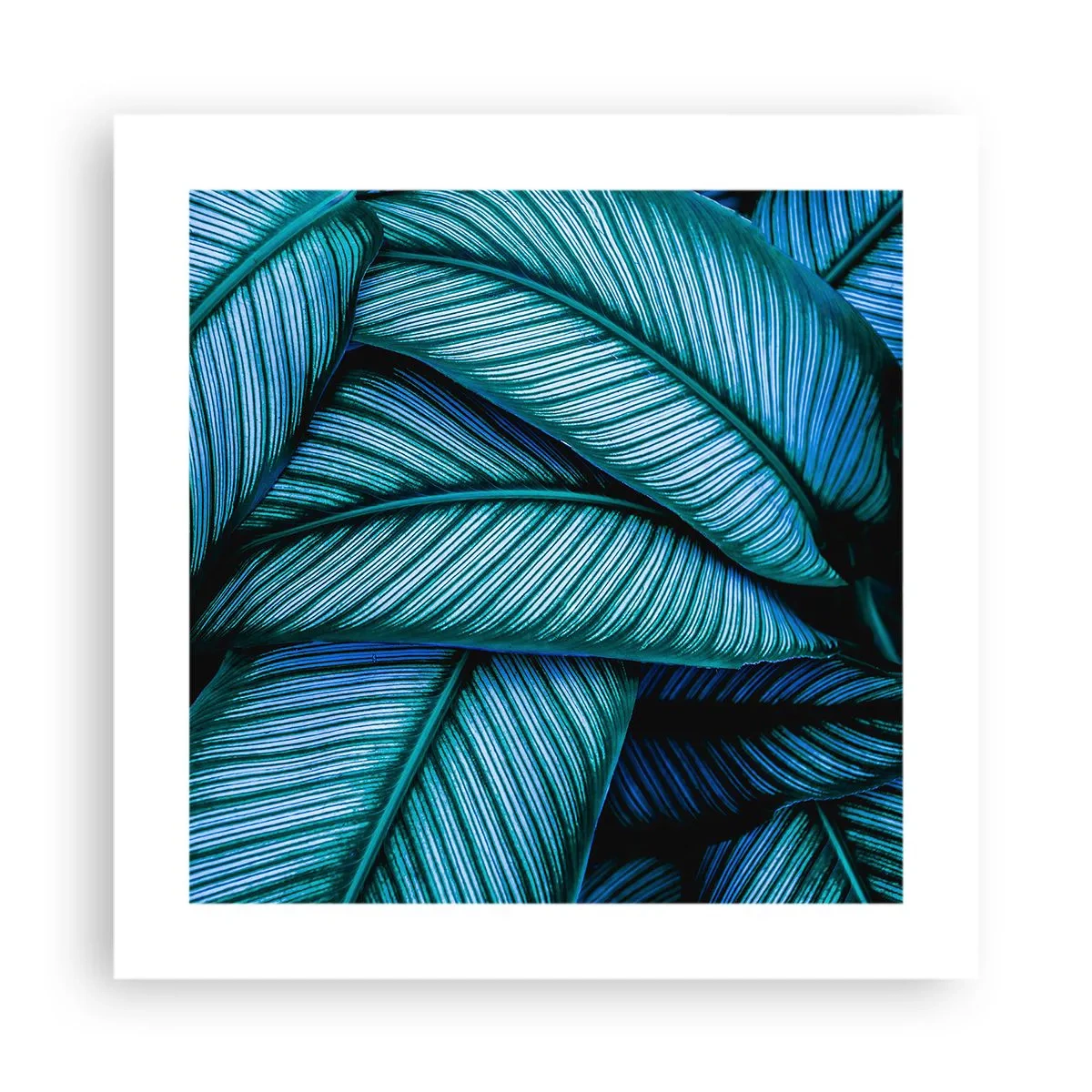 Poster - Linii de viață - 40x40 cm