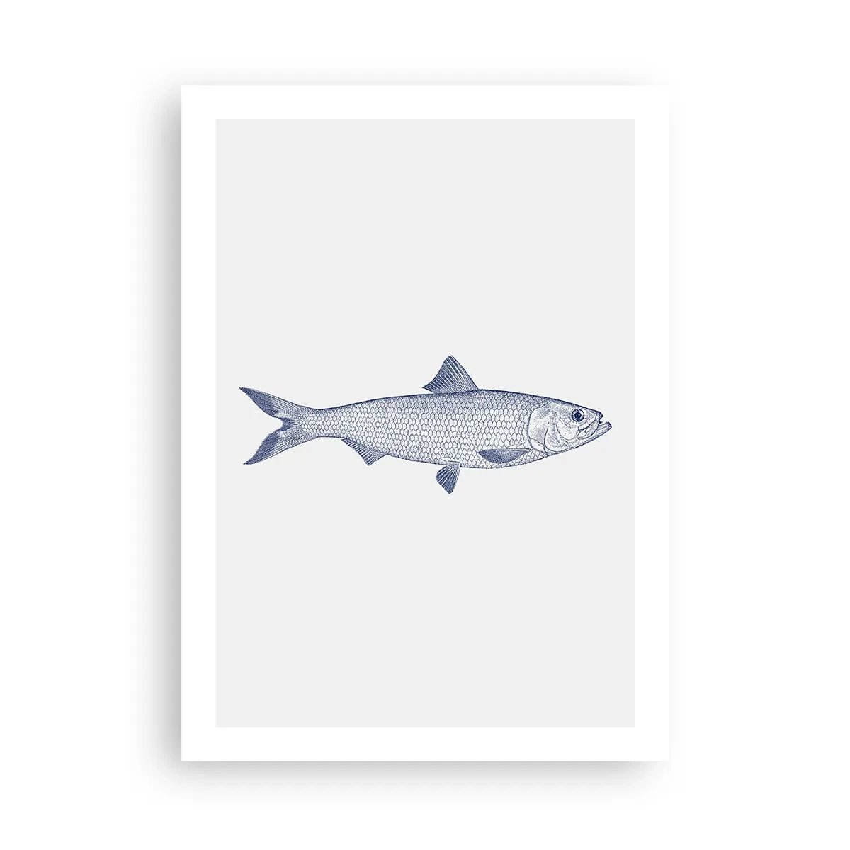 Poster - Salutări din mările nordice - 50x70 cm