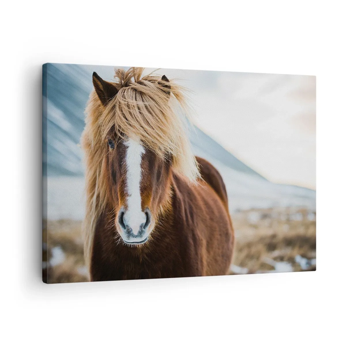Tablou pe pânză Canvas - Cal islandez pe fundalul unui peisaj montan - 70x50cm - Simțiți libertatea? - Decorațiune modernă pentru perete pentru living și dormitor ARTTOR