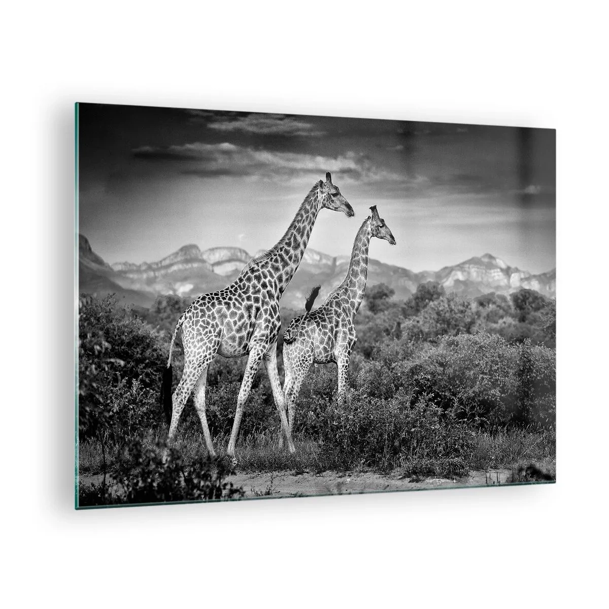 Tablou pe sticlă - fotografie alb-negru a două girafe în savană. - 70x50cm - Clasele superioare din Africa - Decorațiune modernă pentru perete pentru living și dormitor ARTTOR