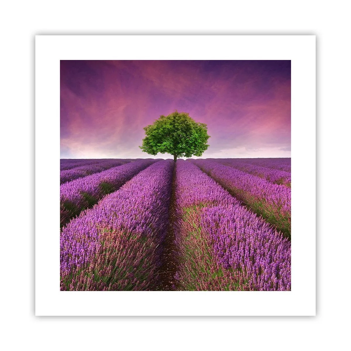 Poster - În câmpurile de lavandă - 40x40 cm
