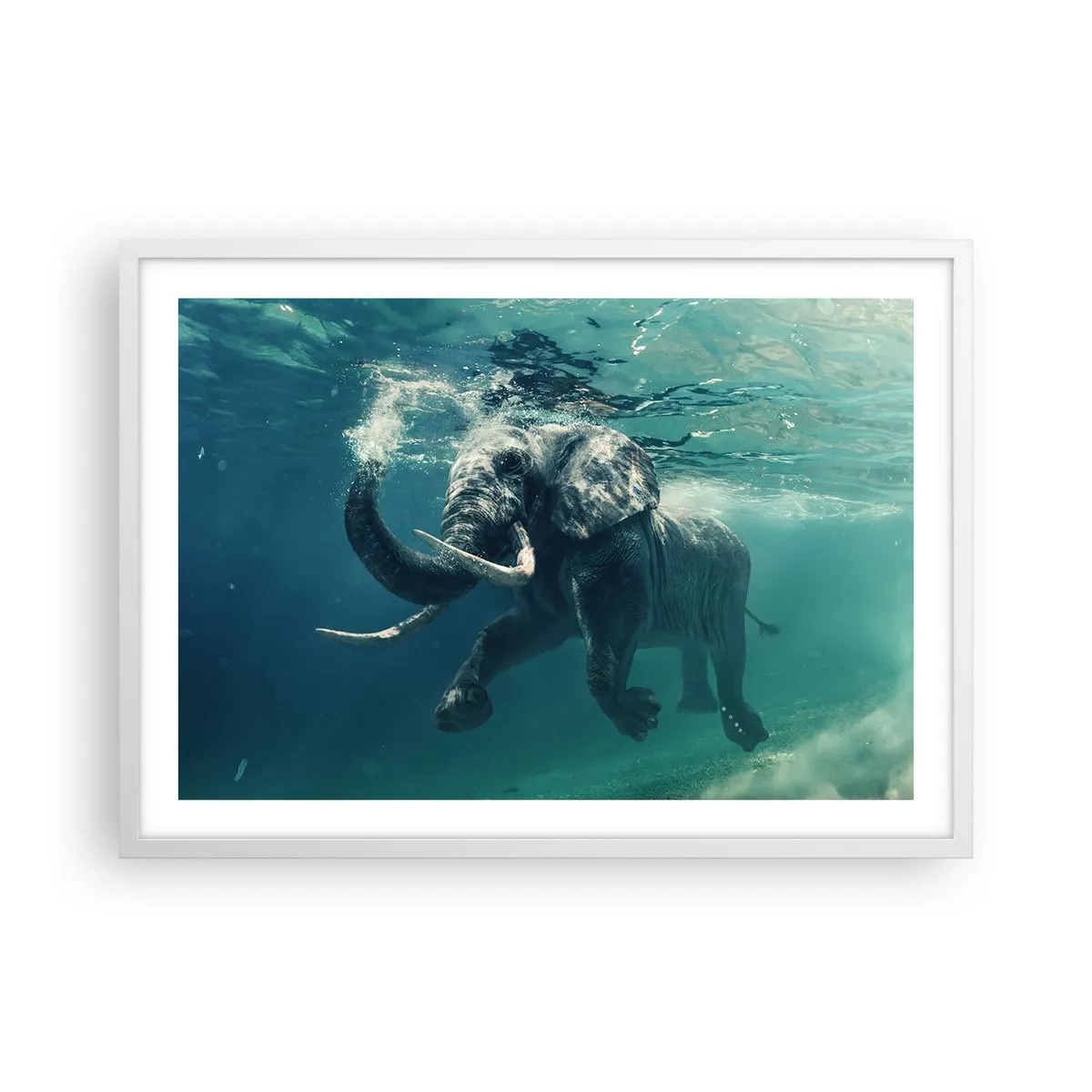 Poster în ramă albă - Tuturor le place să înoate - 70x50 cm