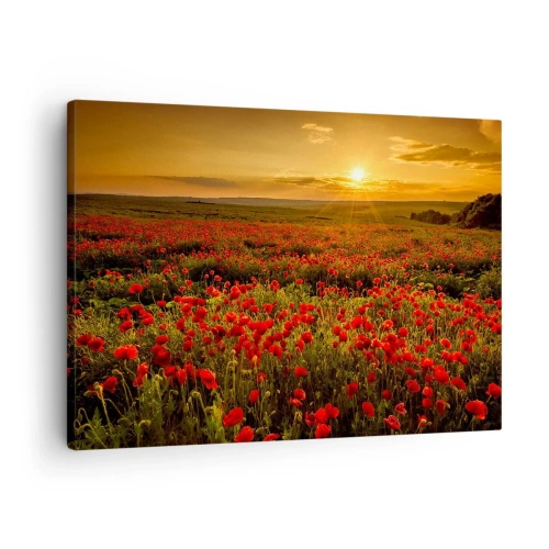 Tablou pe pânză Canvas - Un câmp de maci roșii în strălucirea soarelui care apune - 70x50cm - Printre valuri de pajiști care zumzăie, printre potop de flori - Decorațiune modernă pentru perete pentru living și dormitor ARTTOR