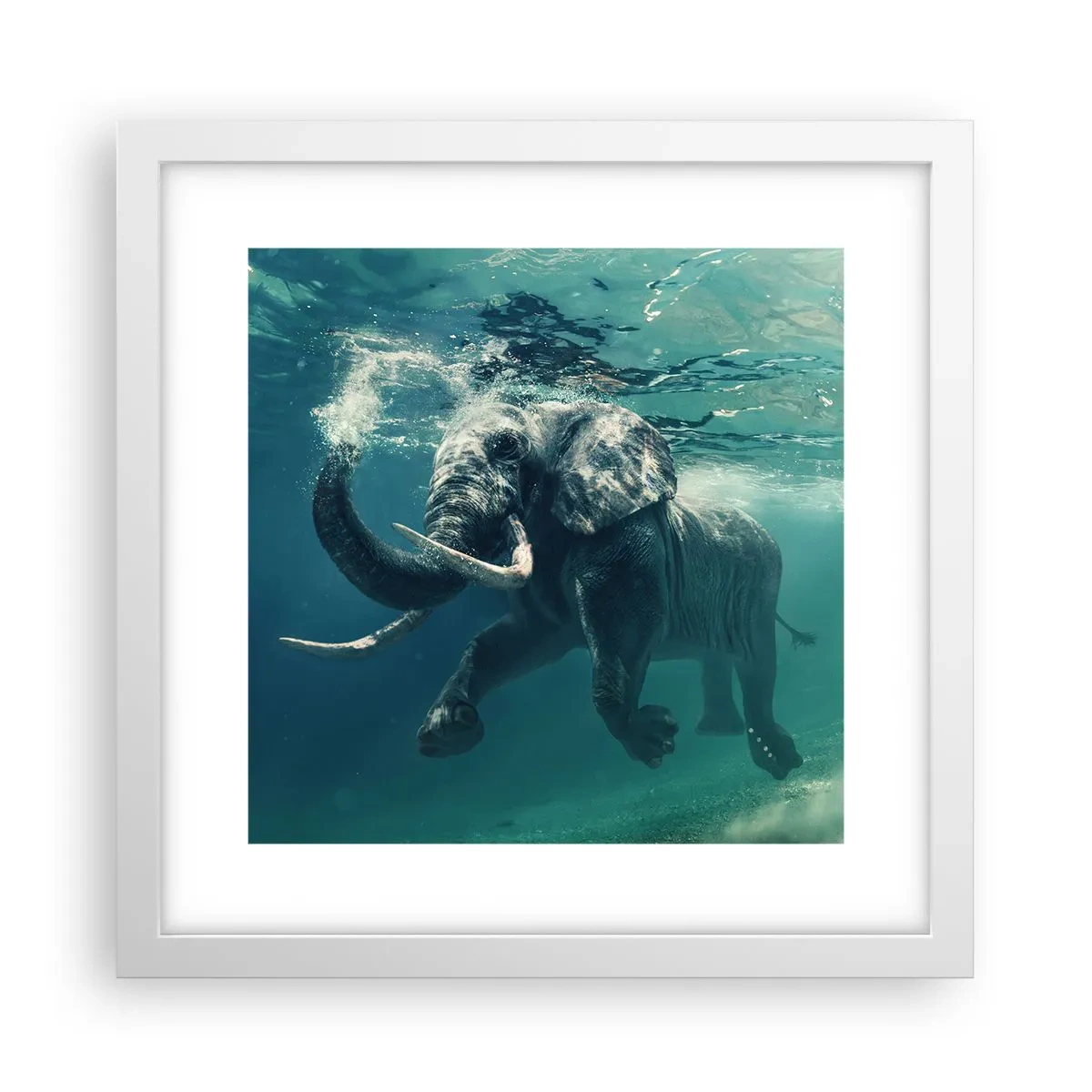 Poster în ramă albă - Tuturor le place să înoate - 30x30 cm